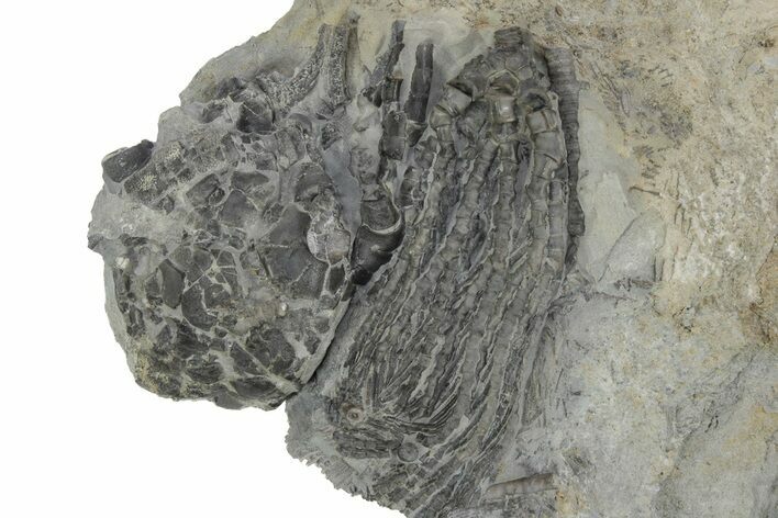 Fossil Crinoid Plate (Two Species) - Monroe County, Indiana #231977